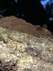 Hymenochaete microcycla