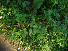 Rubus dasyphyllus
