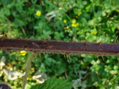 Rubus dasyphyllus