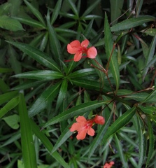 Impatiens verticillata