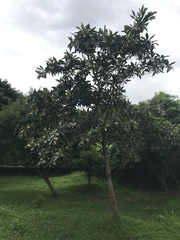 Elaeocarpus hainanensis