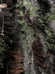 Hymenochaete microcycla