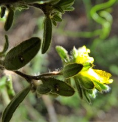Hibbertia