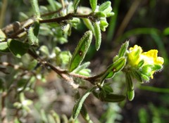 Hibbertia