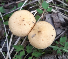 Leratiomyces magnivelaris