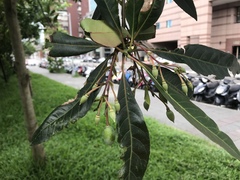 Elaeocarpus hainanensis