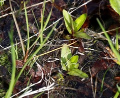 Epilobium glandulosum