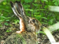 Lepus europaeus
