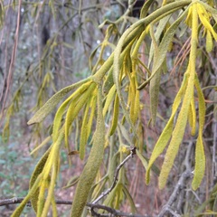 Phoradendron galeottii