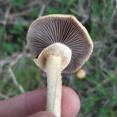 Leratiomyces magnivelaris