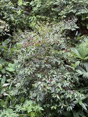 Lacistema aggregatum