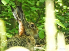 Lepus europaeus