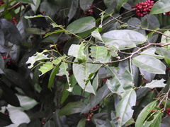 Lacistema aggregatum