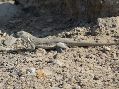 Peru Pacific Iguana photo 4