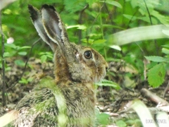 Lepus europaeus