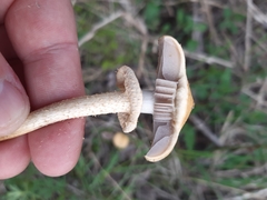 Leratiomyces magnivelaris