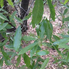 Quercus laurina