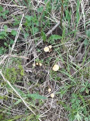 Leratiomyces magnivelaris