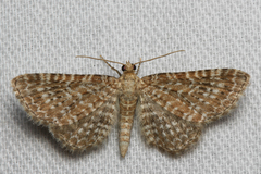 Eupithecia spissilineata