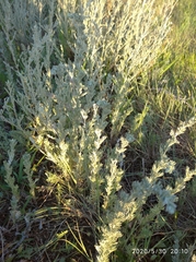 Artemisia nitrosa