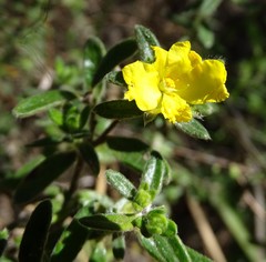 Hibbertia