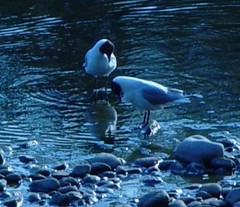 Chroicocephalus ridibundus