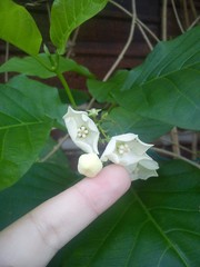 Vallaris glabra