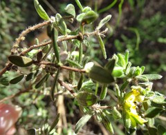 Hibbertia