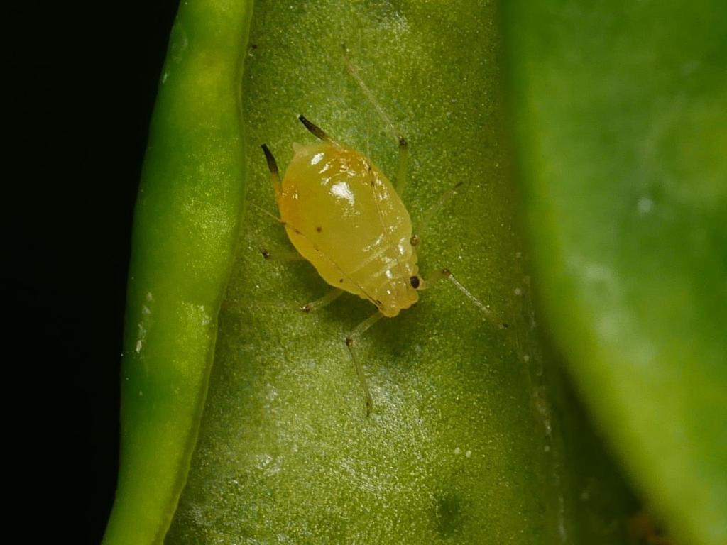 privet aphid