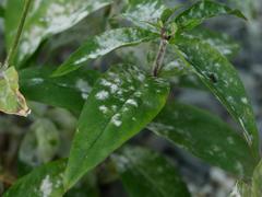 Golovinomyces magnicellulatus