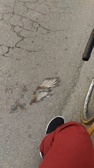 Columba livia domestica