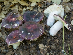 Russula amoenicolor