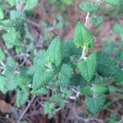 Salvia oaxacana