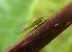 Psylla viridescens