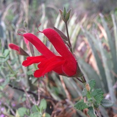 Salvia oaxacana