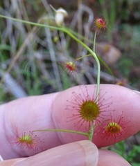 Drosera planchonii