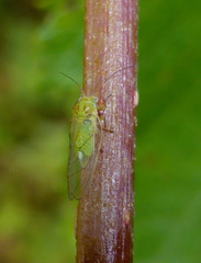 Psylla viridescens