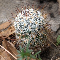 Mammillaria haageana haageana