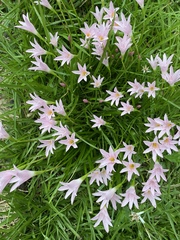 Zephyranthes atamasco