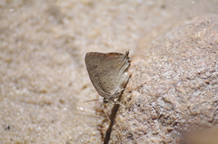 Arhopala eupolis