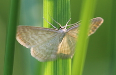 Idaea pallidata