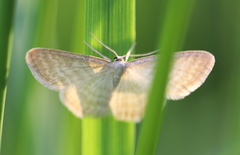 Idaea pallidata