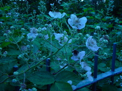 Rubus armeniacus