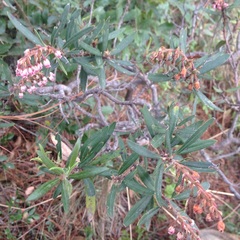 Comarostaphylis