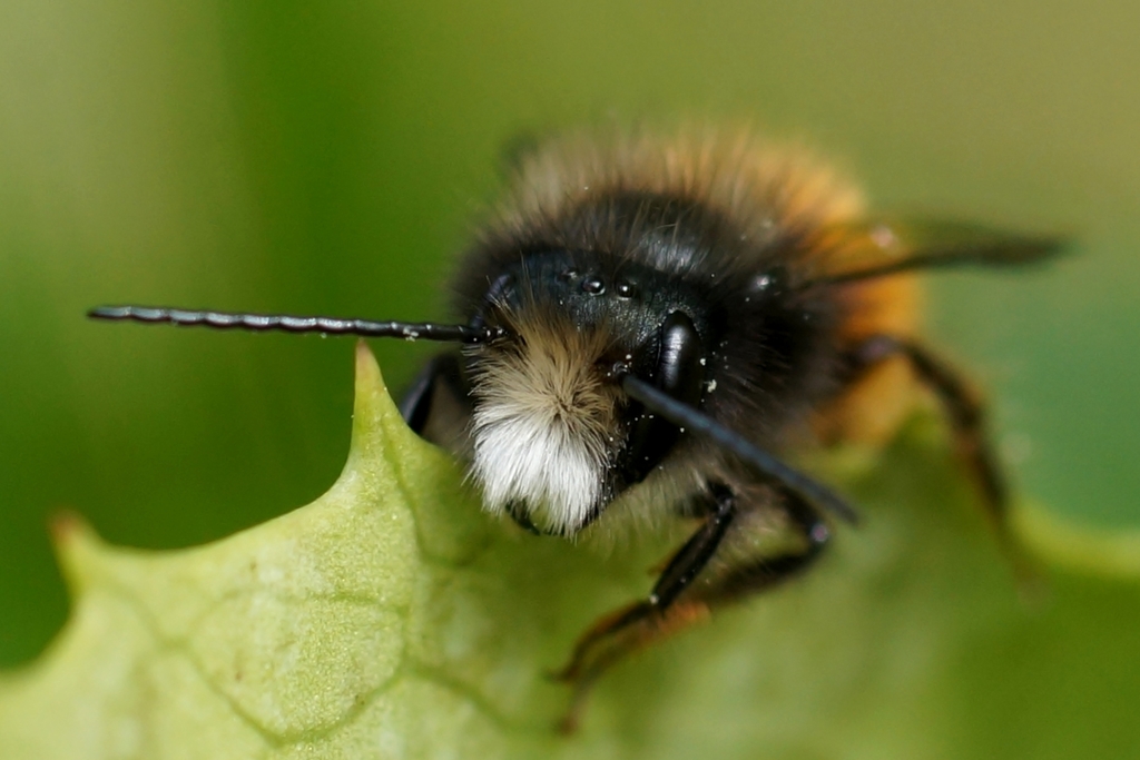 Osmia