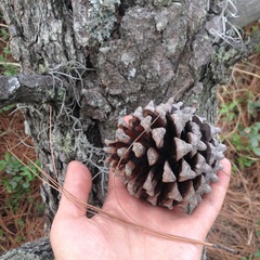 Pinus pseudostrobus apulcensis