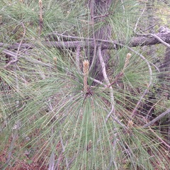 Pinus pseudostrobus apulcensis