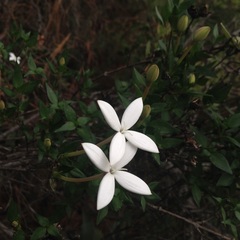 Bouvardia longiflora