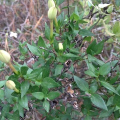 Bouvardia longiflora
