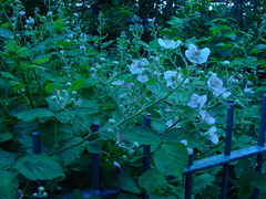 Rubus armeniacus